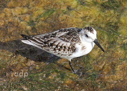 Sanderling (Calidris alba) Alan Prowse